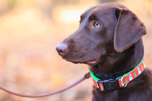 Dog with collar on 