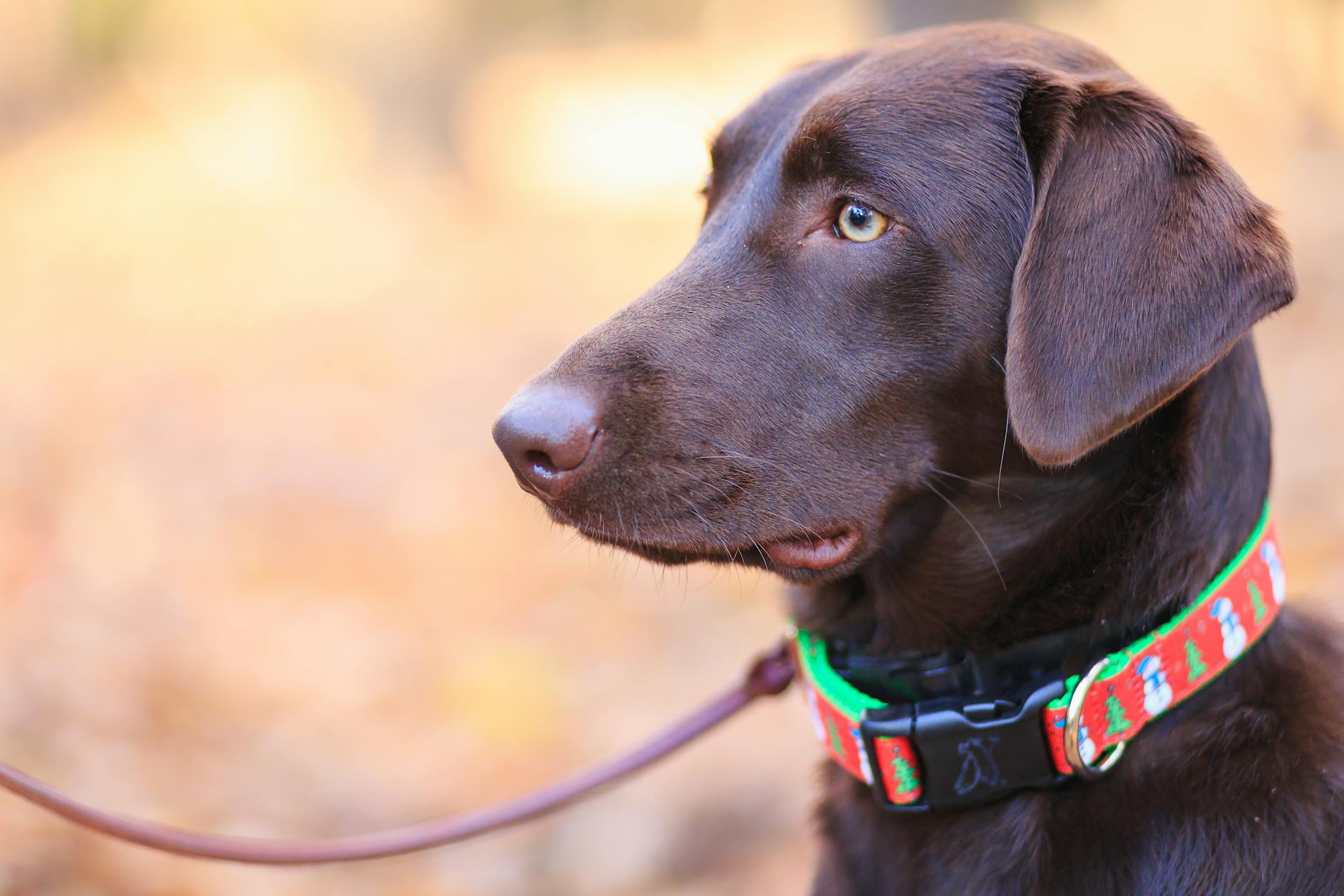 Selektiv fokusfotografering av vuxen Chocolate Labrador Retriever