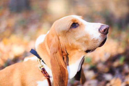 Selective Focus Photography of Short-coated Tan Dog