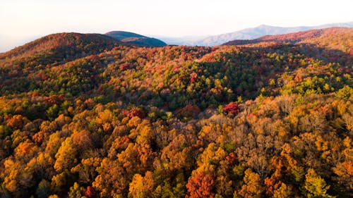 Aerial Photography Green and Yellow Trees during Sunlight