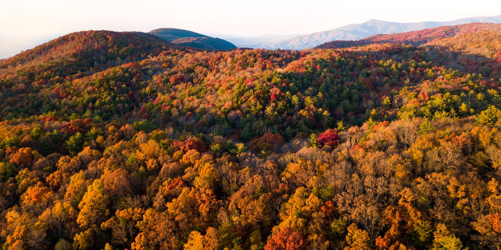 Aerial view of a forest in peak autumn colors across a mountainous landscape