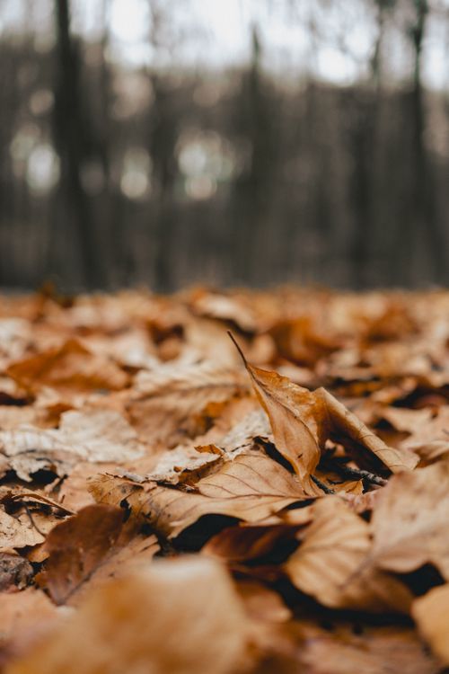 Free Fallen autumn leaves covering the forest ground in Arnhem, Netherlands, showcasing vibrant seasonal hues. Stock Photo