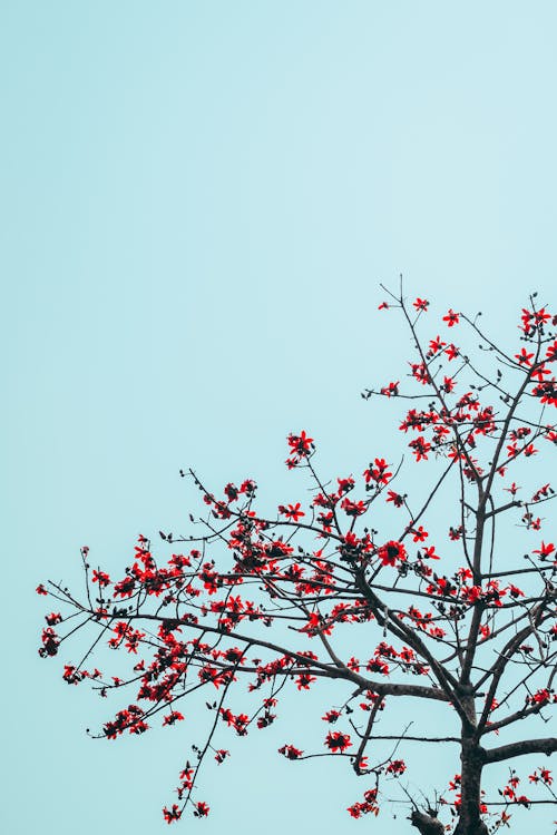 Red Flowers on Cotton Tree