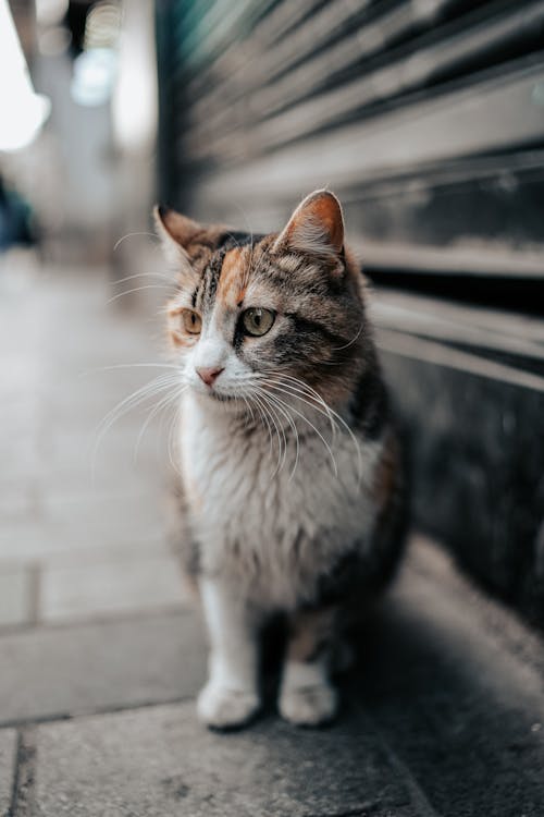 Photo of a Cat Sitting on a Pavement by a Shutter