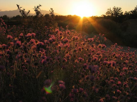 Beautiful thistle-filled meadow at sunset in Ankona, Marche, Italy.