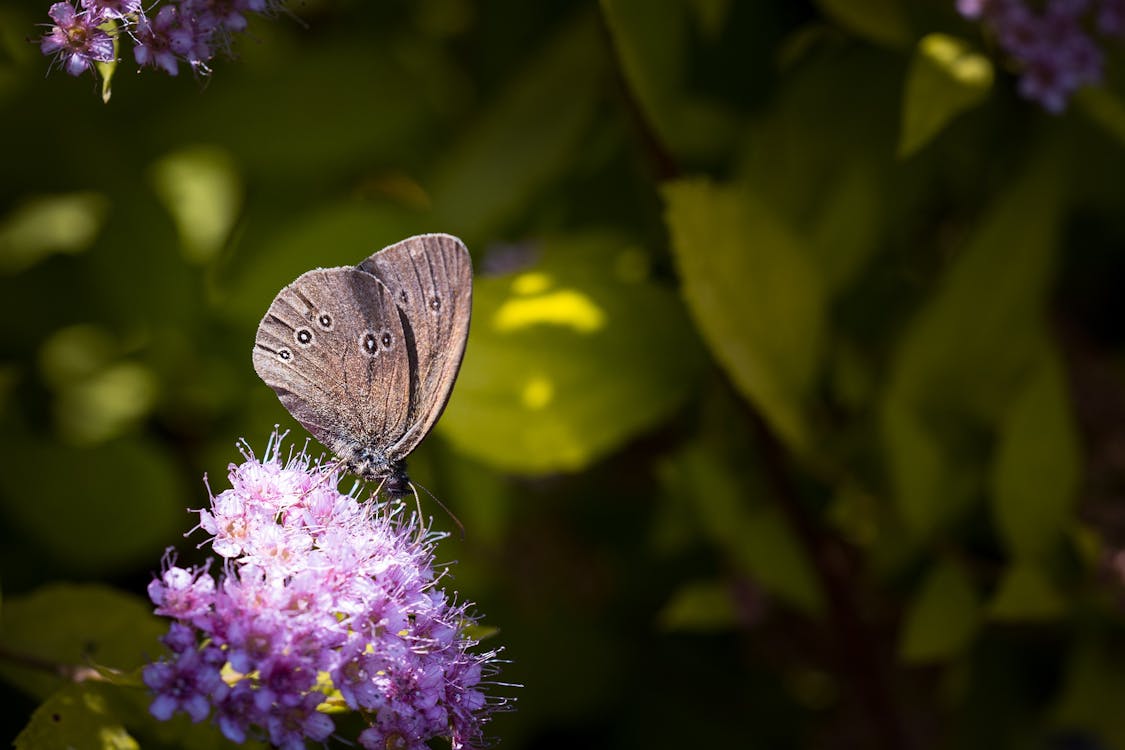 無料 紫の花の上に灰色の蝶 写真素材