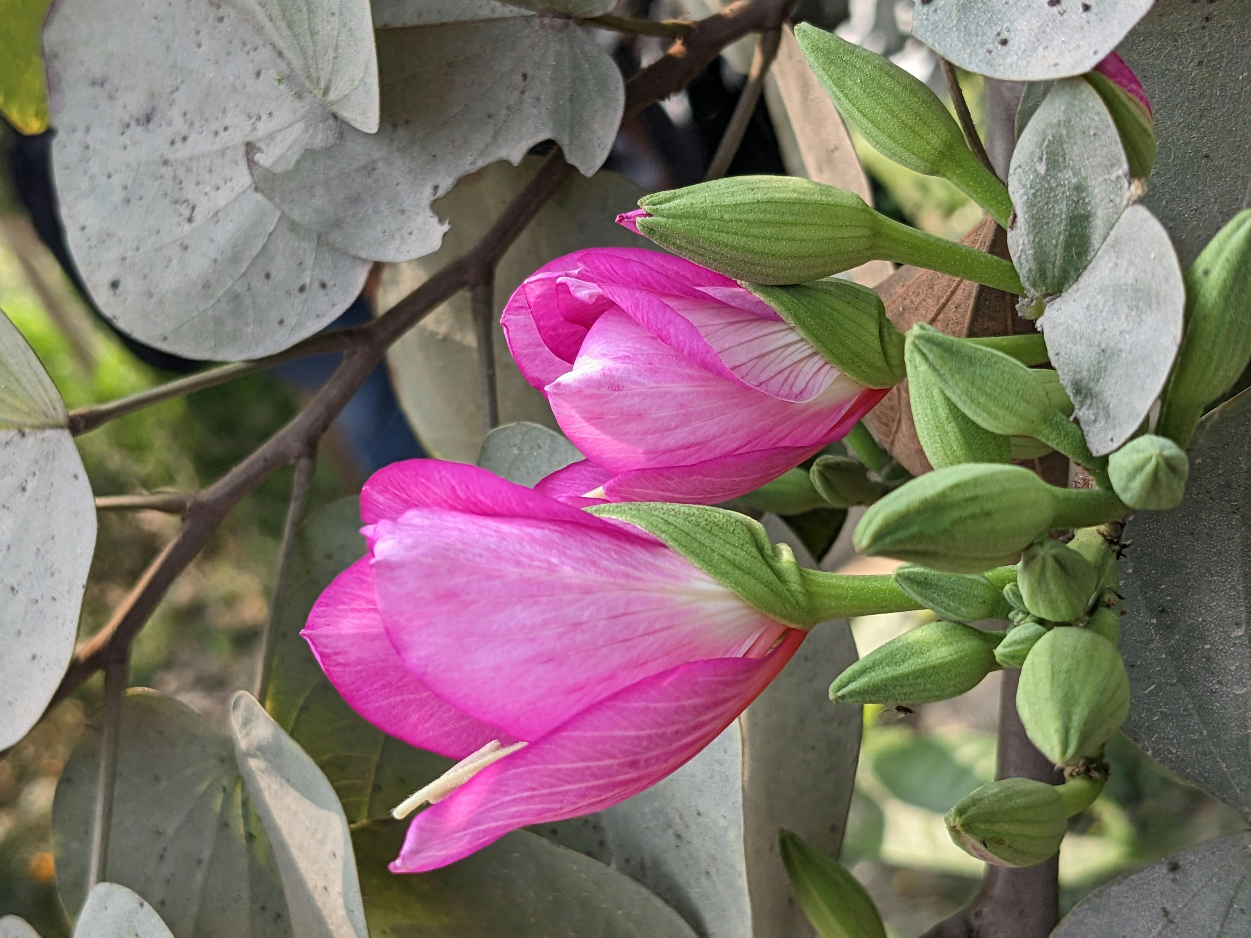 Rabiul Islam Fotografie