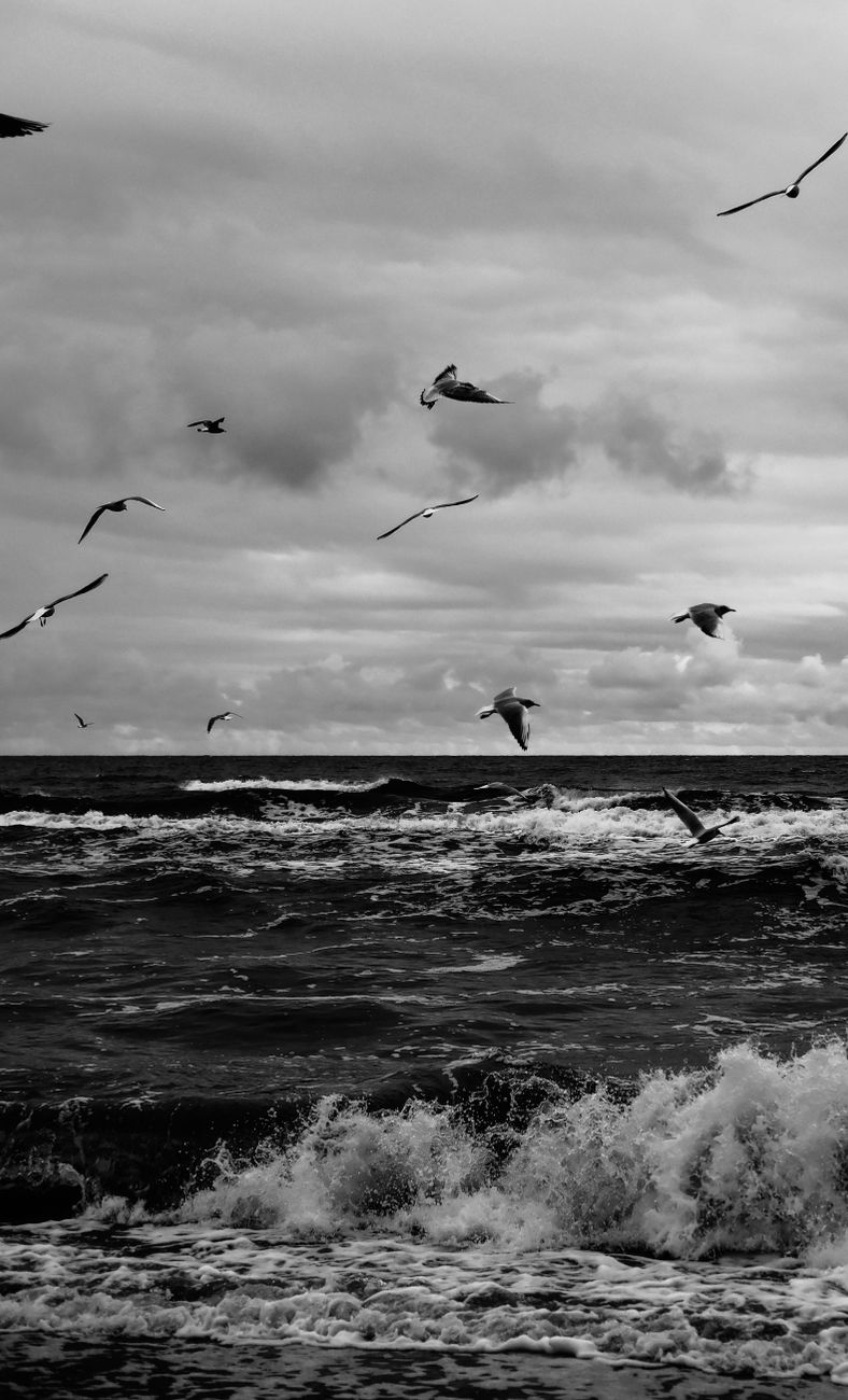 Seagulls soar over crashing waves in a moody black and white seascape, capturing nature's untamed beauty.