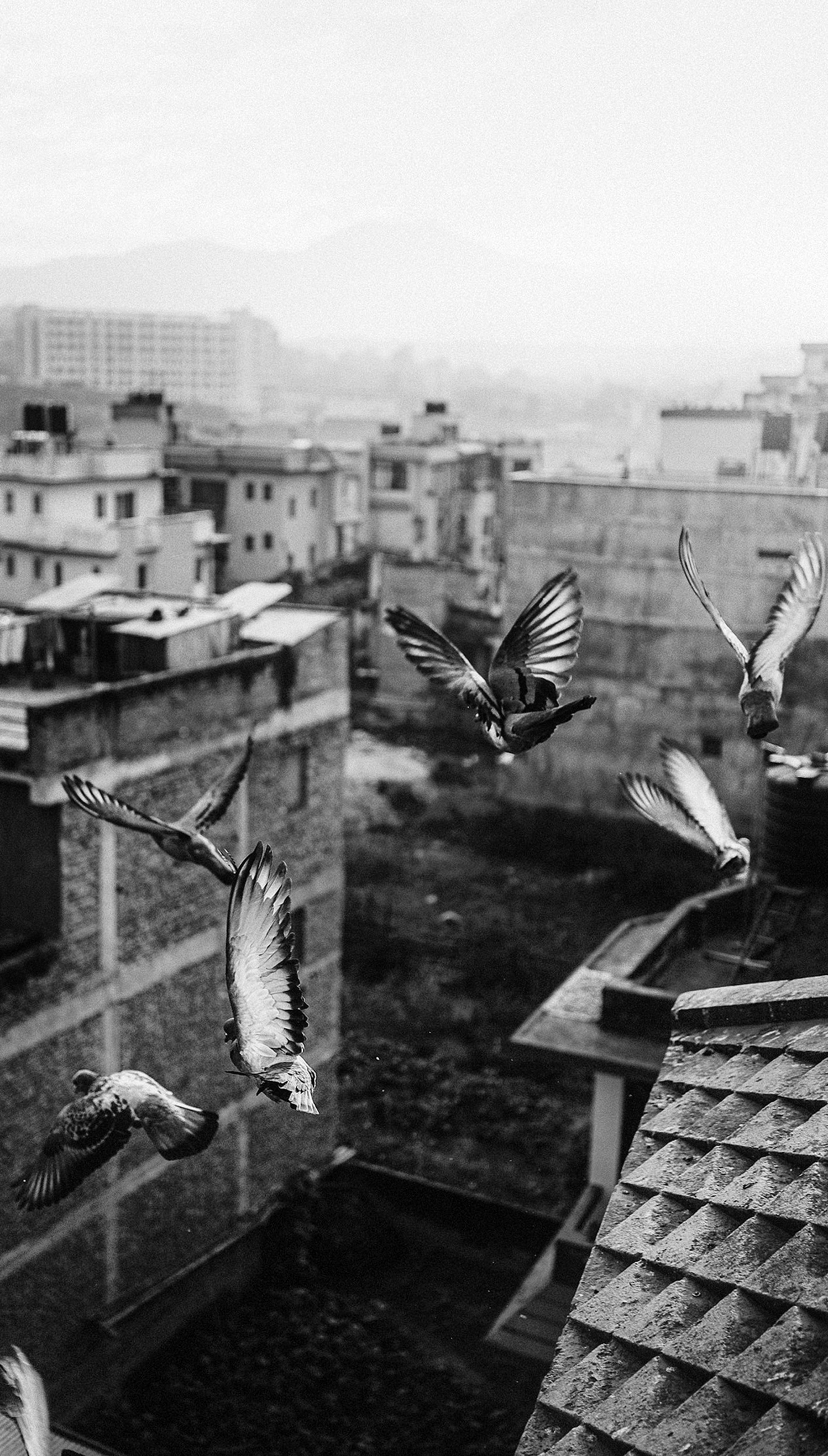 Monochrome photo of pigeons flying over city rooftops. Perfect for urban and wildlife themes.