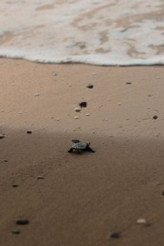 A baby sea turtle makes its way across the sandy shore towards the ocean waves.