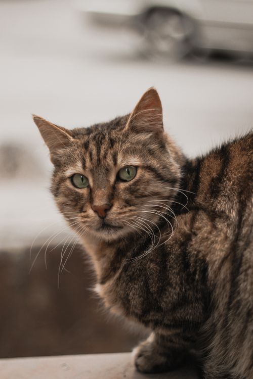Free Charming close-up of a tabby cat with green eyes in a city setting. Stock Photo