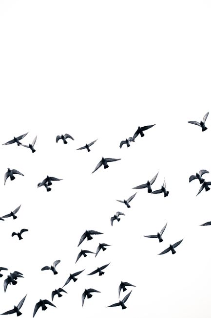 High-contrast image of a flock of birds flying against a bright sky, capturing freedom and movement.