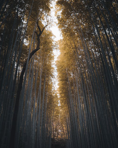 bambu ormanı, bitki örtüsü, cep telefonu duvar kağıdı içeren Ücretsiz stok fotoğraf