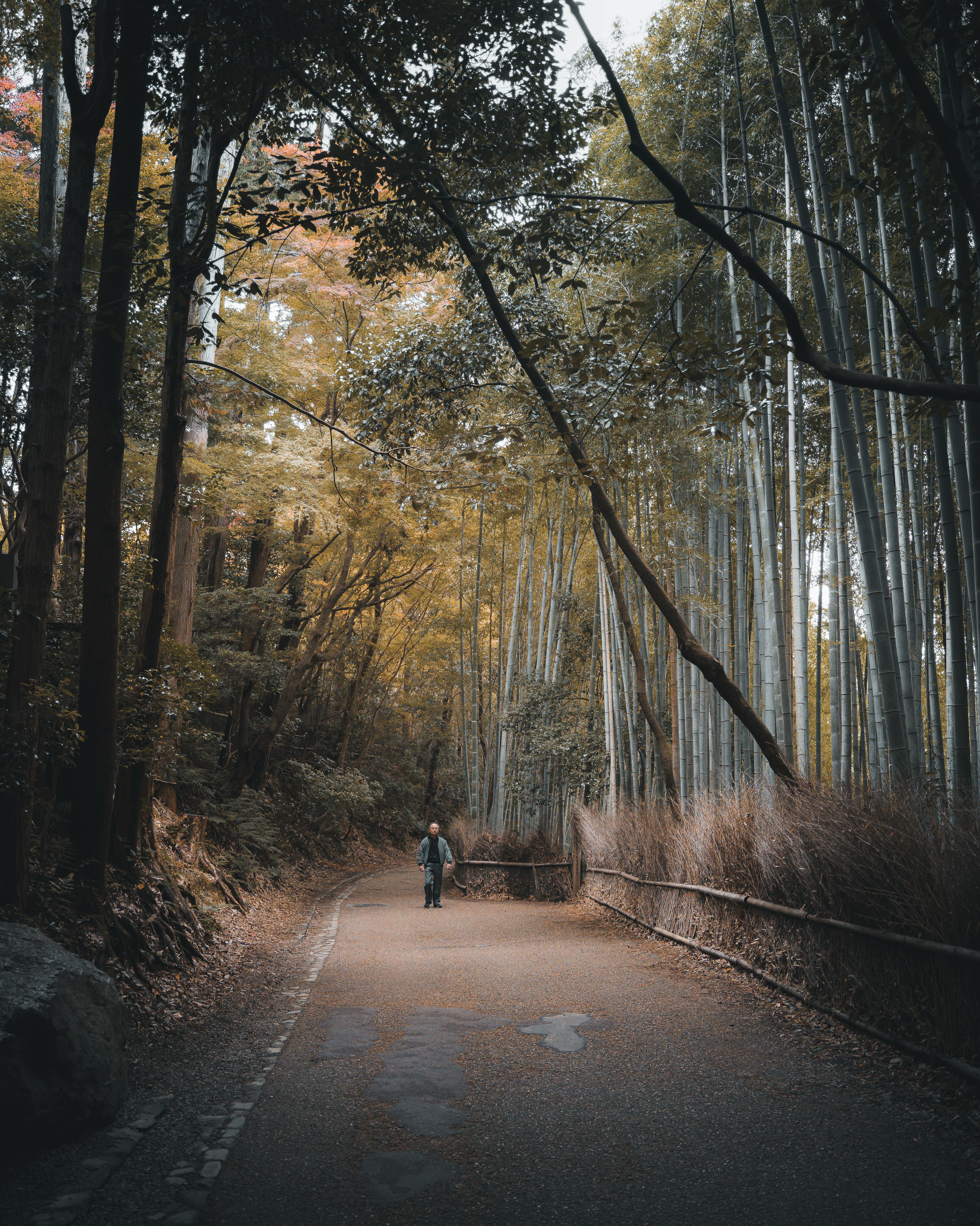 A tranquil scene of a lone man walking through a lush bamboo forest in Japan.