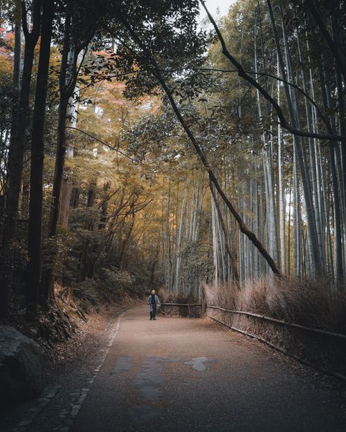 Free A tranquil scene of a lone man walking through a lush bamboo forest in Japan. Stock Photo