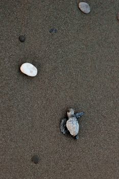 Close-up of a baby sea turtle navigating a sandy beach with scattered pebbles.
