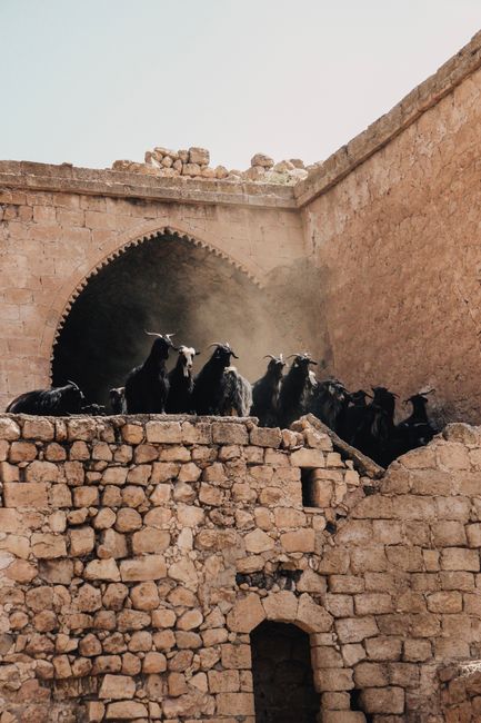 Old stone structure with goats perched at arch entrance, exuding rustic charm.