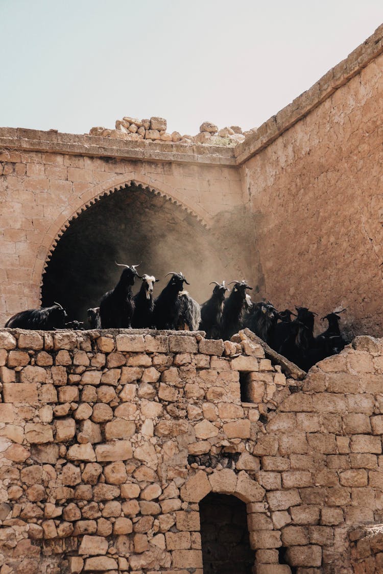 Goats In An Old Building 