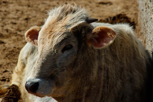 Close-up of a Cow on a Pasture 