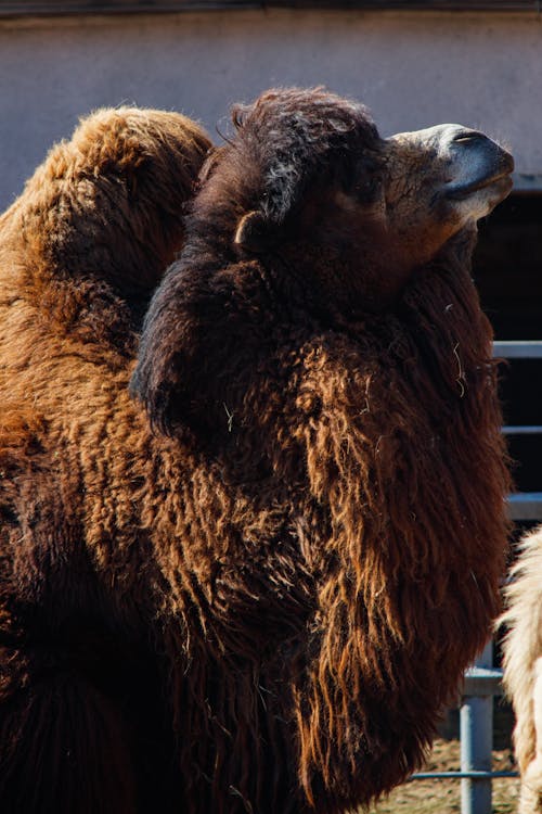 Bactrian Camel in Enclosure on Farm