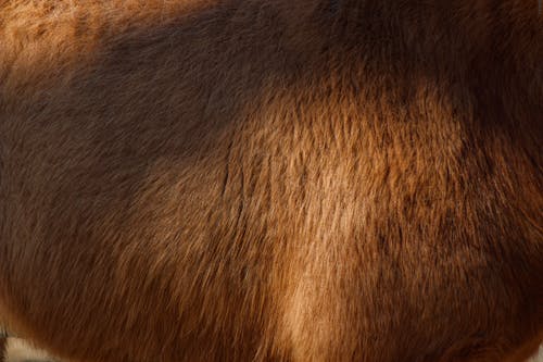 Close-up of a Brown Cow Stomach 
