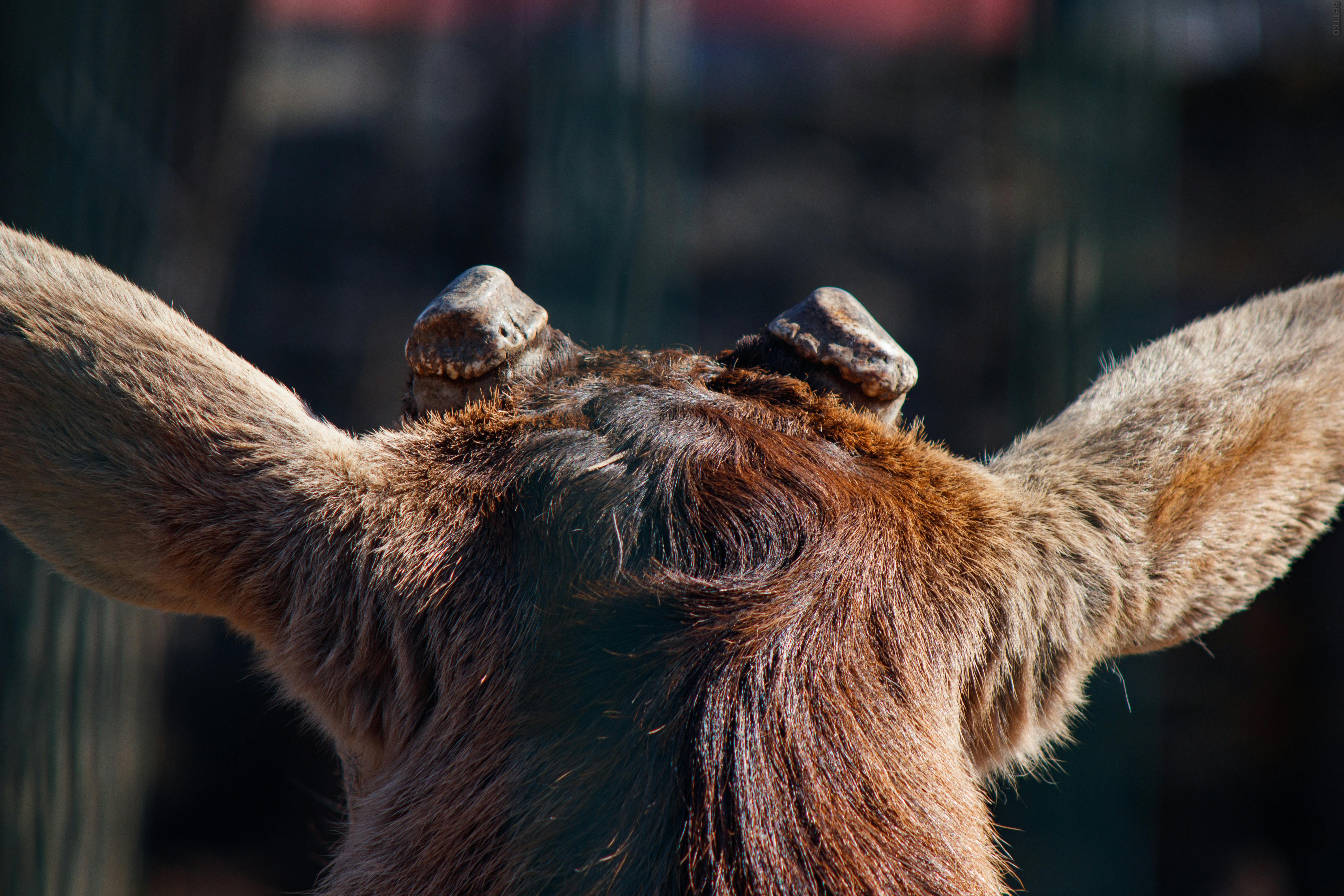 grátis Foto profissional grátis de anatomia, animais selvagens, animal Foto profissional