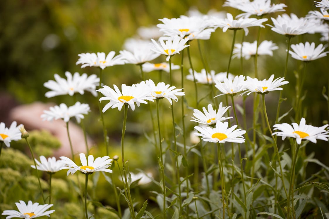 Free Close Up Photo of White Petaled Flower Plant Stock Photo