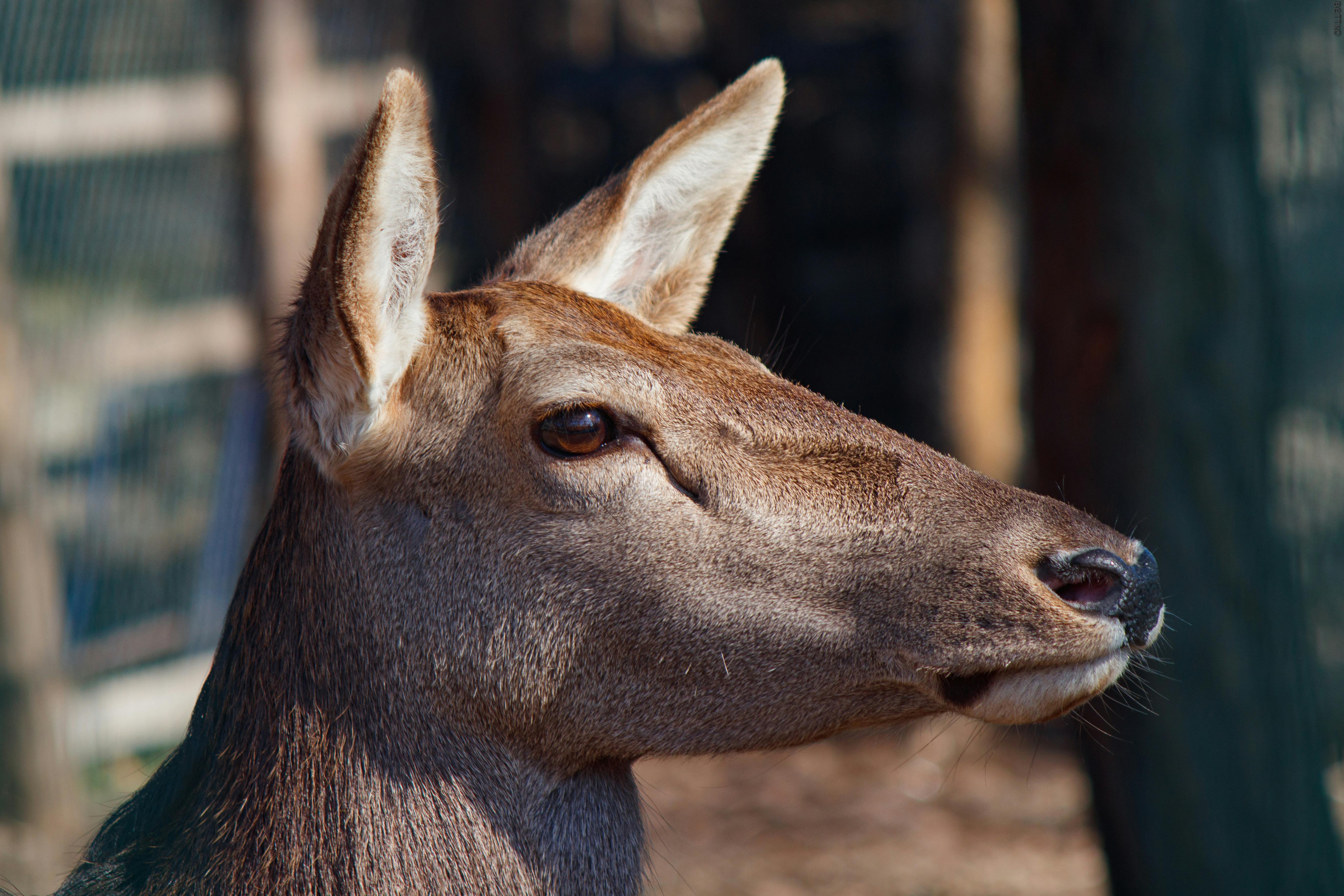 grátis Foto profissional grátis de ambiente selvagem, animais selvagens, animal Foto profissional
