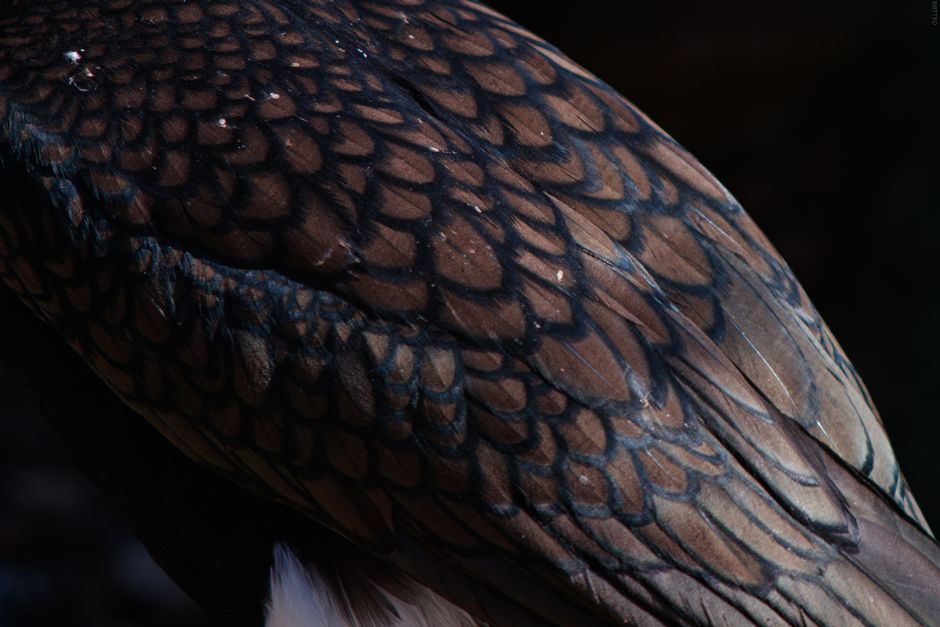 Split-screen comparison of feather detail sharpening on a hawk - bird photo editing app Split-screen comparison of feather detail sharpening on a hawk - bird photo editing app