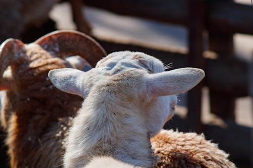 ファーム, 田舎, 羊の無料の写真素材