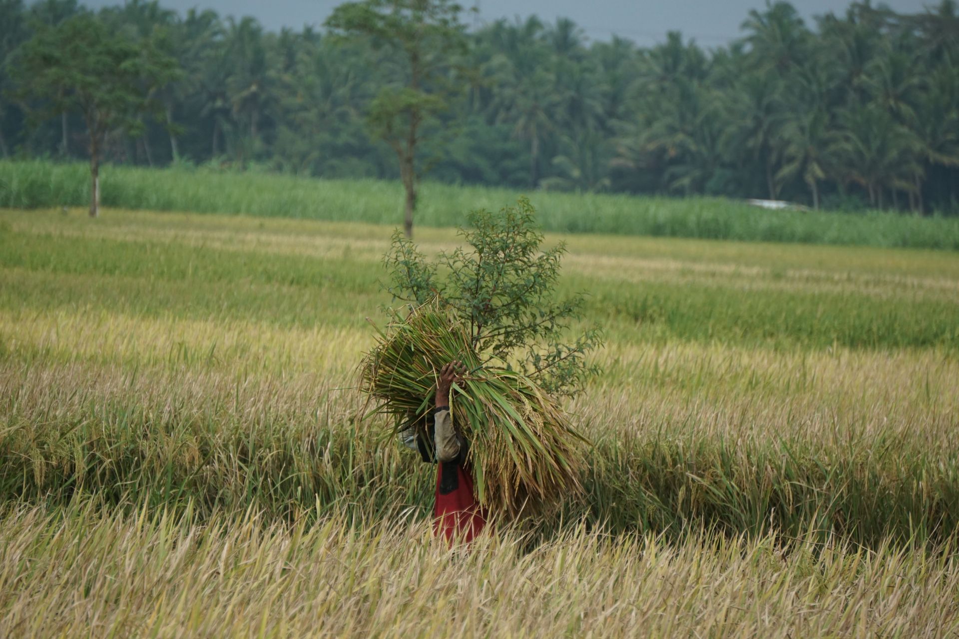 A farmer carrying freshly harvested crops in a green rural field.