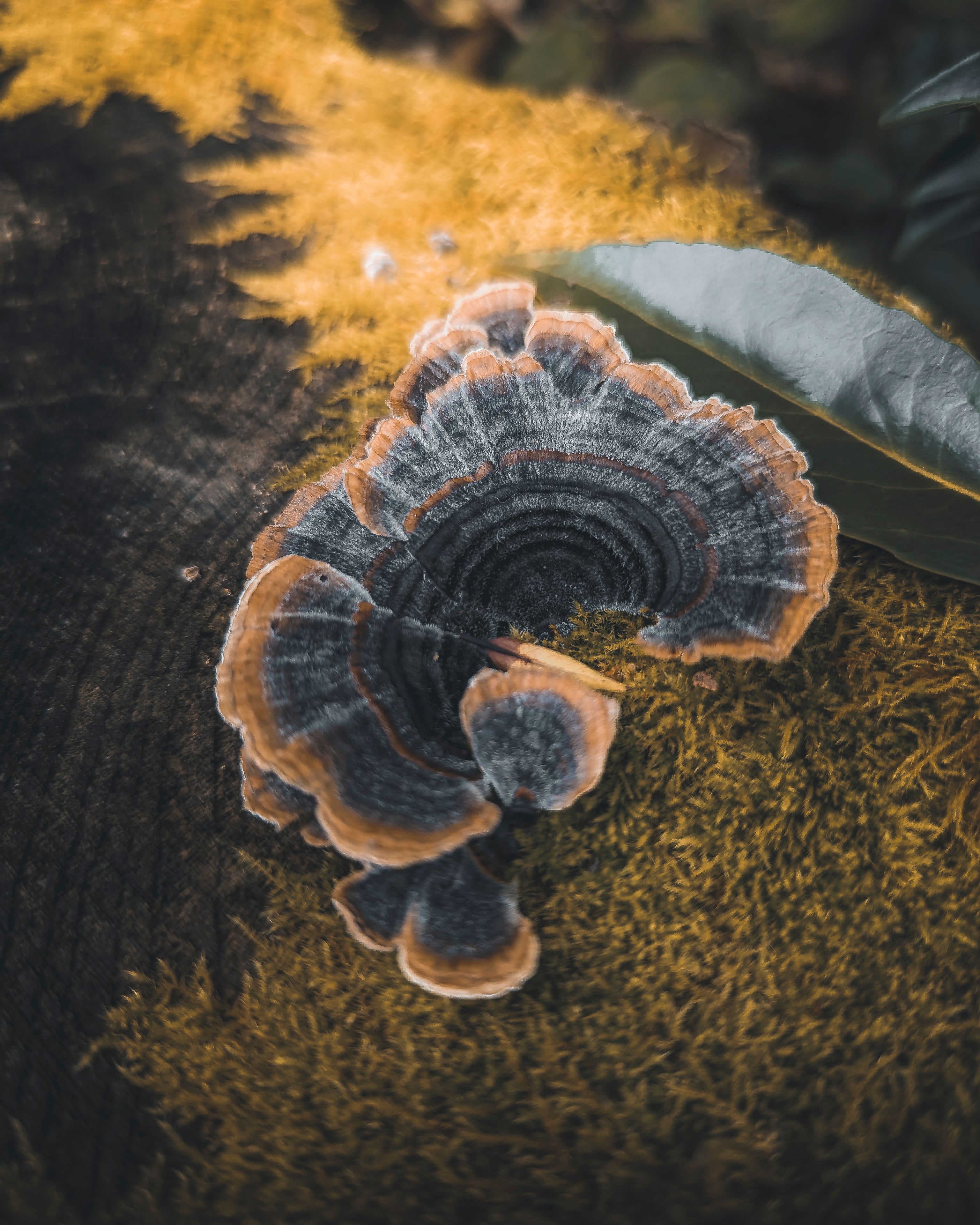 Foto de stock gratuita sobre belleza en la naturaleza, enfoque ...
