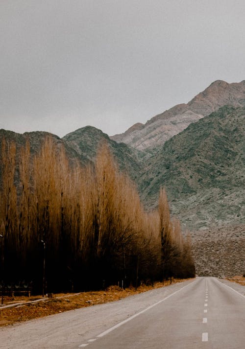 View of an Asphalt Road between Autumnal Trees and with View of Rocky Mountains 