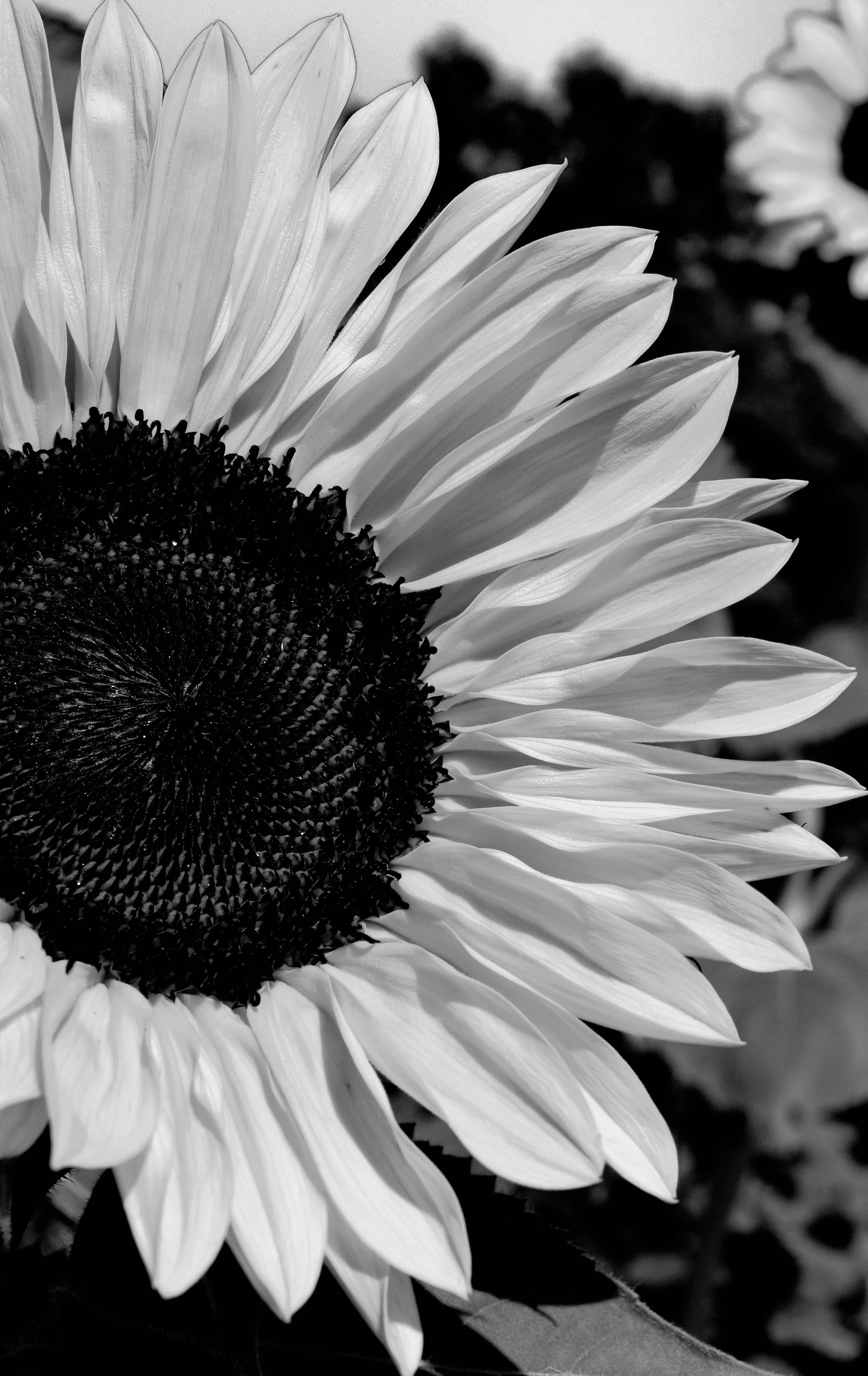 HD wallpaper flower black and white profile sunflower flowering plant   Wallpaper Flare