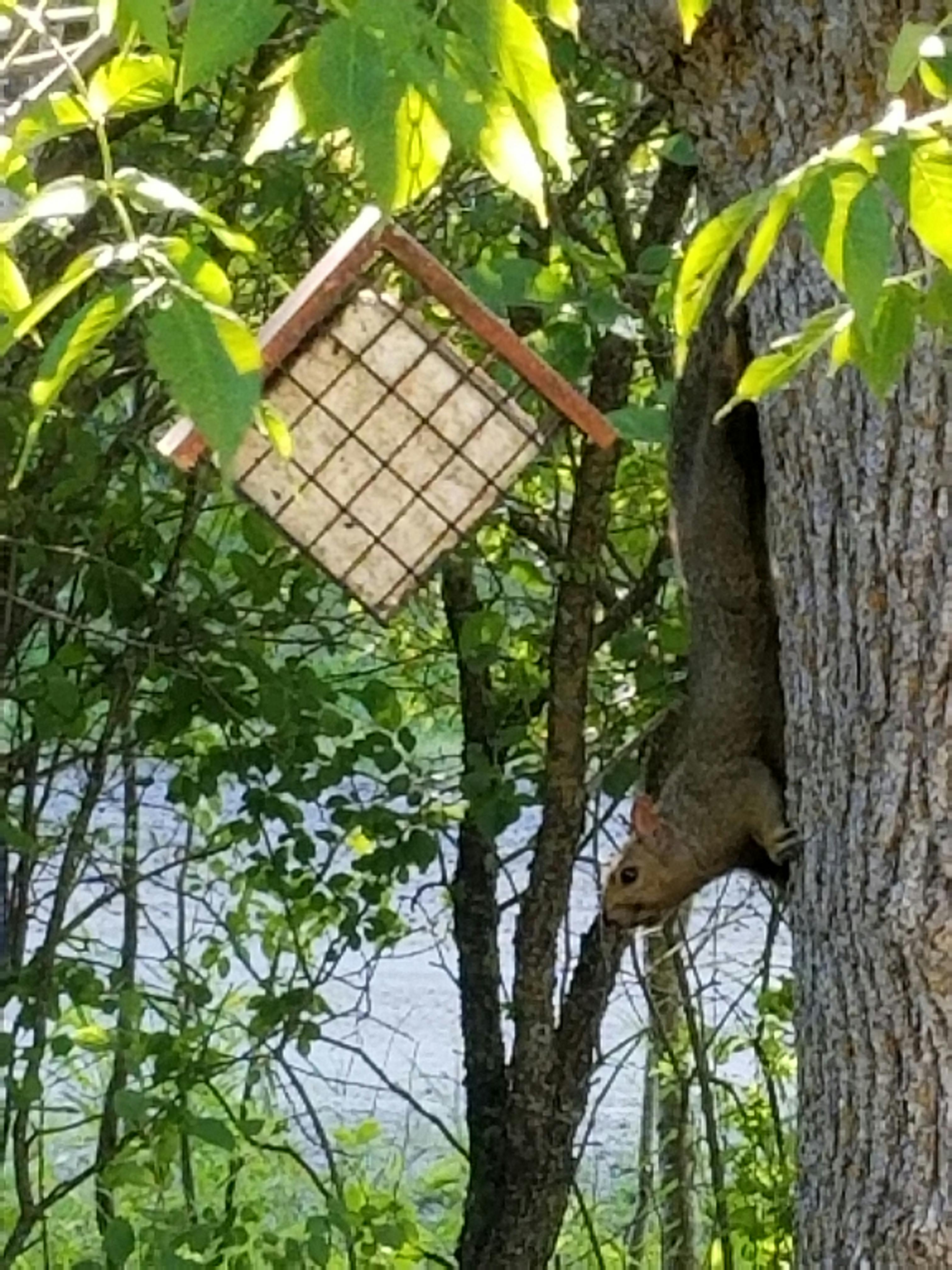 Ein einsames Kamel wandert bei Sonnenaufgang durch die goldenen Dünen während einer Dubai Morgen Safari.