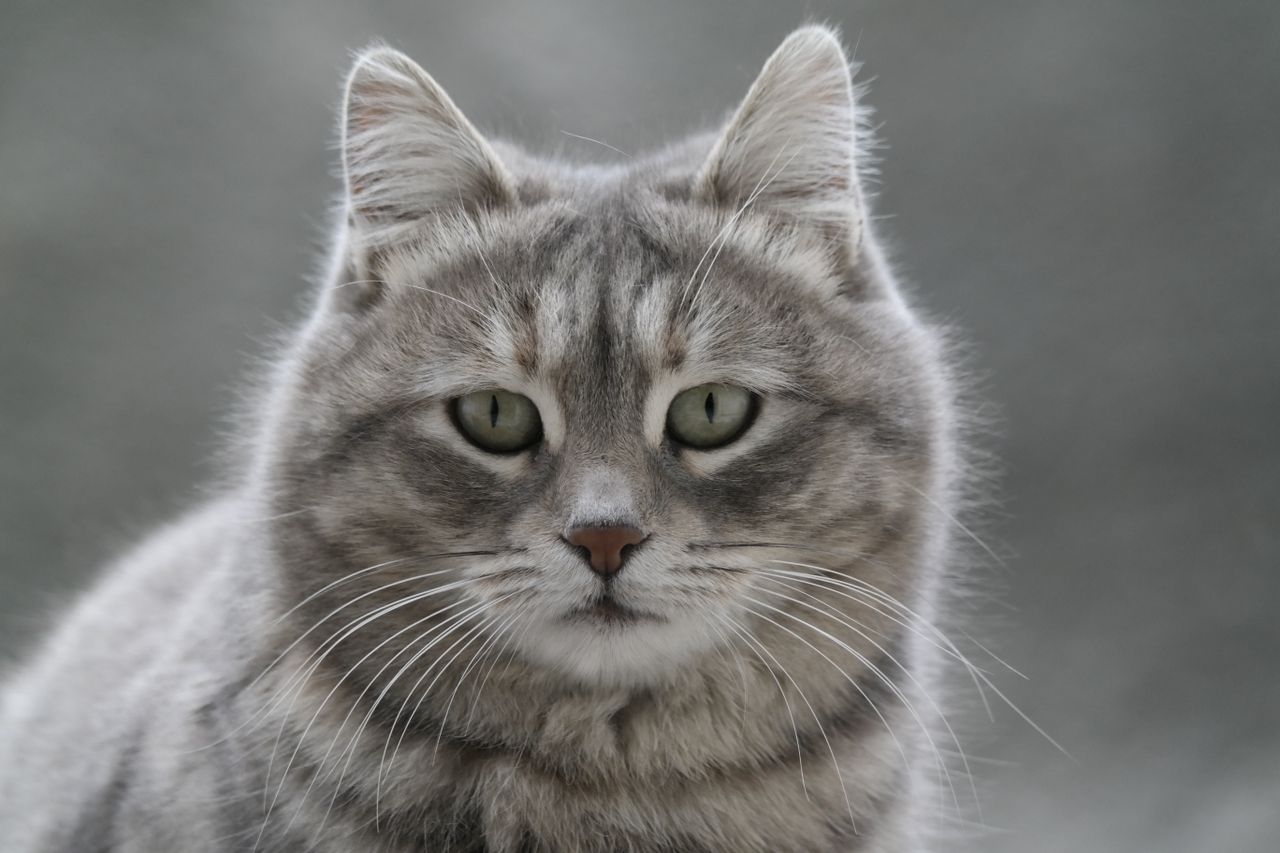 charming close up of a fluffy gray cat with captivating eyes showcasin