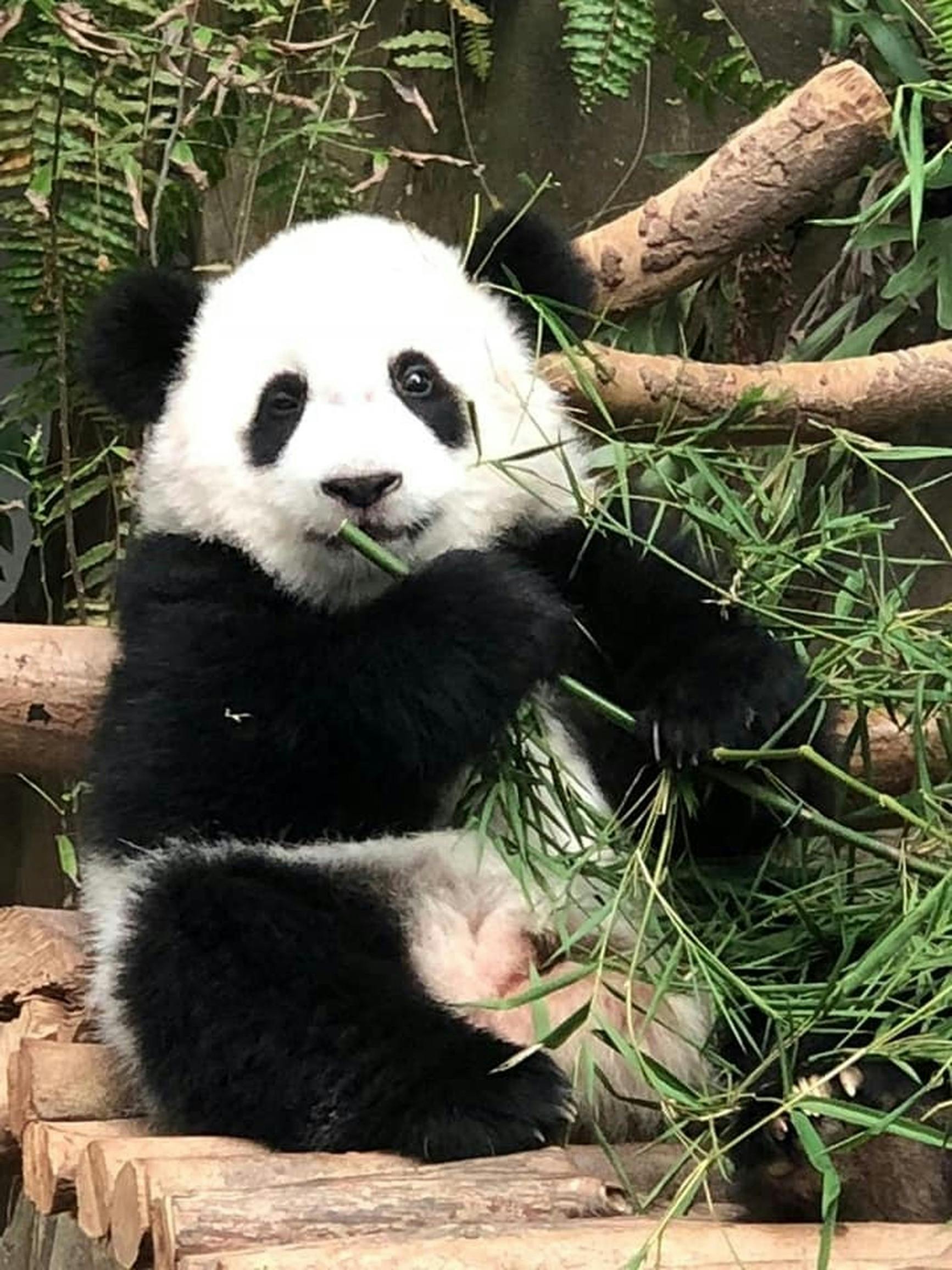 Free stock photo of panda in zoo