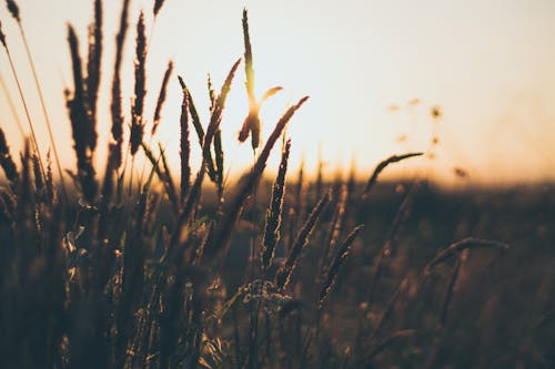 Silhouette of Plants during Golden Hour