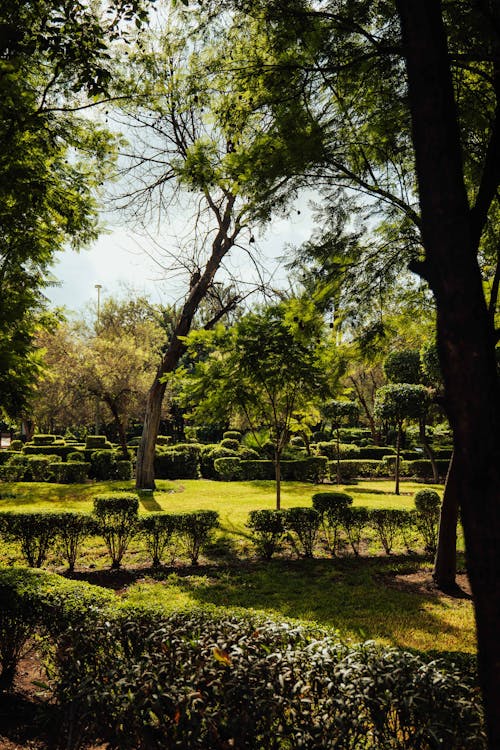 Greenery in Park