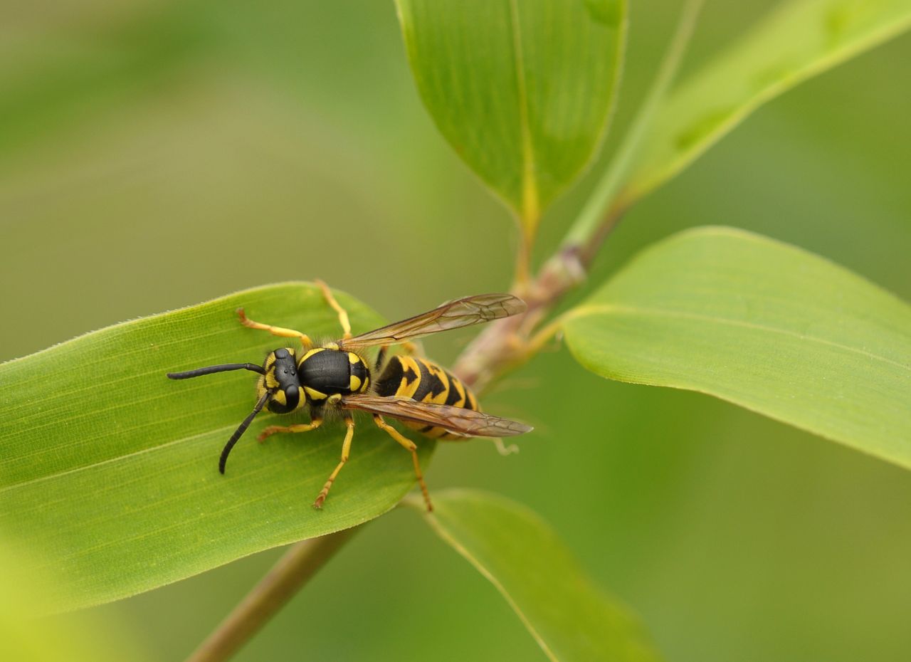 A close-up of a UK common wasp (Vespula vulgaris) — the species responsible for the majority of nest treatments in Stockport and Greater Manchester homes.