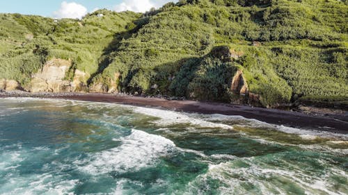 Scenic Photo of the Coastline Covered with Forest