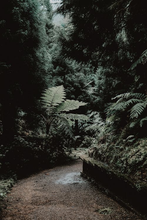 Footpath in a Lush Forest