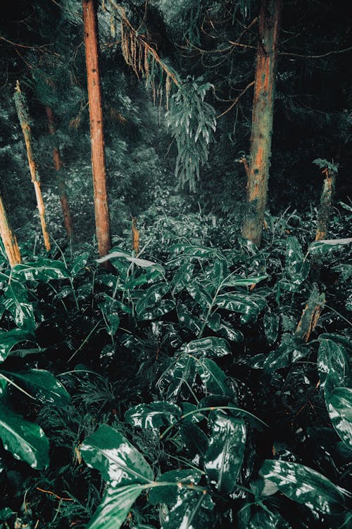 Plants in a Forest 