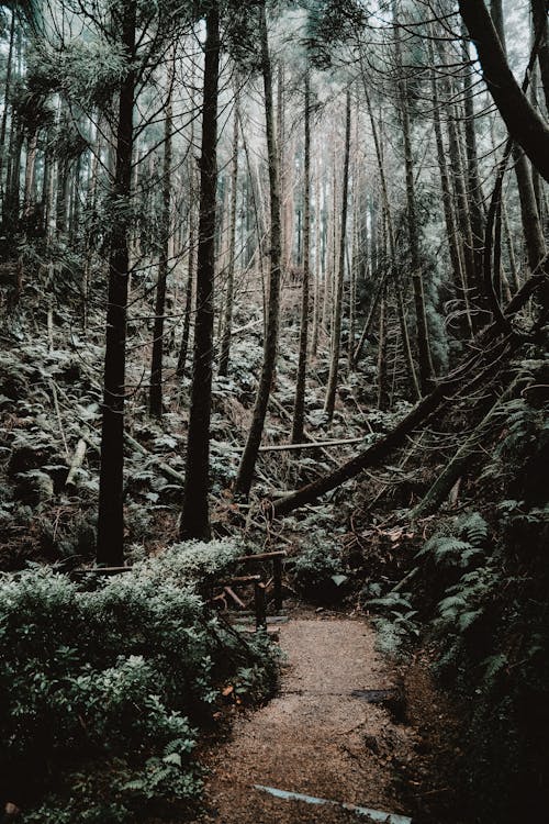 Scenic Photo of a Path in a Dark Forest