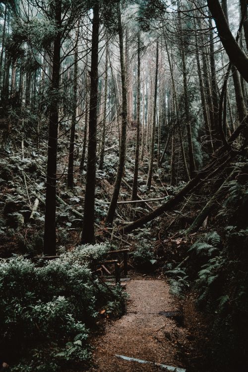 Free Discover a serene pathway weaving through dense evergreen forests with a magical ambiance. Stock Photo