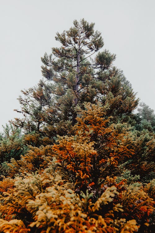 Ingyenes stockfotó alacsony szögű felvétel, fa, felhős témában
