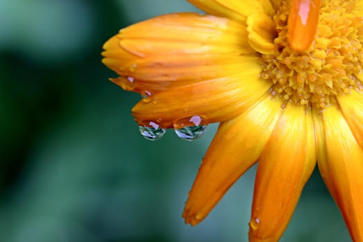 Macro photo of a vibrant yellow flower with dew droplets on petals.