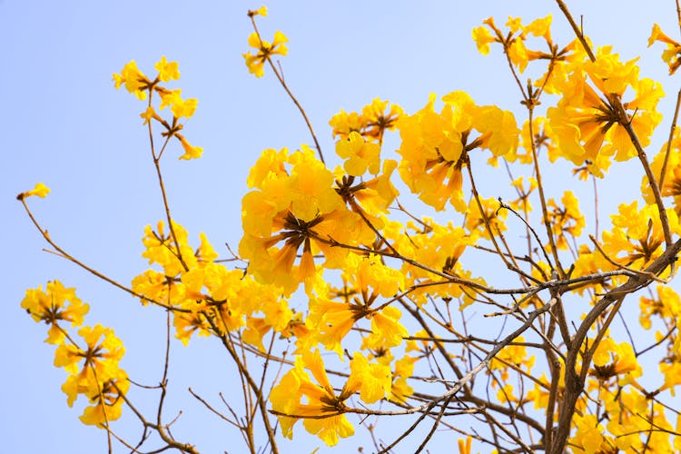 Tree With Yellow Flowers 