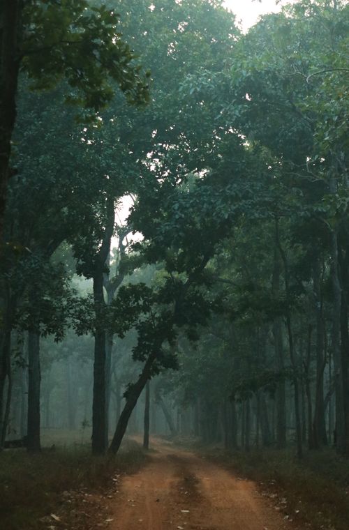 Free Tranquil dirt road cutting through a foggy forest in Similipal, India. Stock Photo