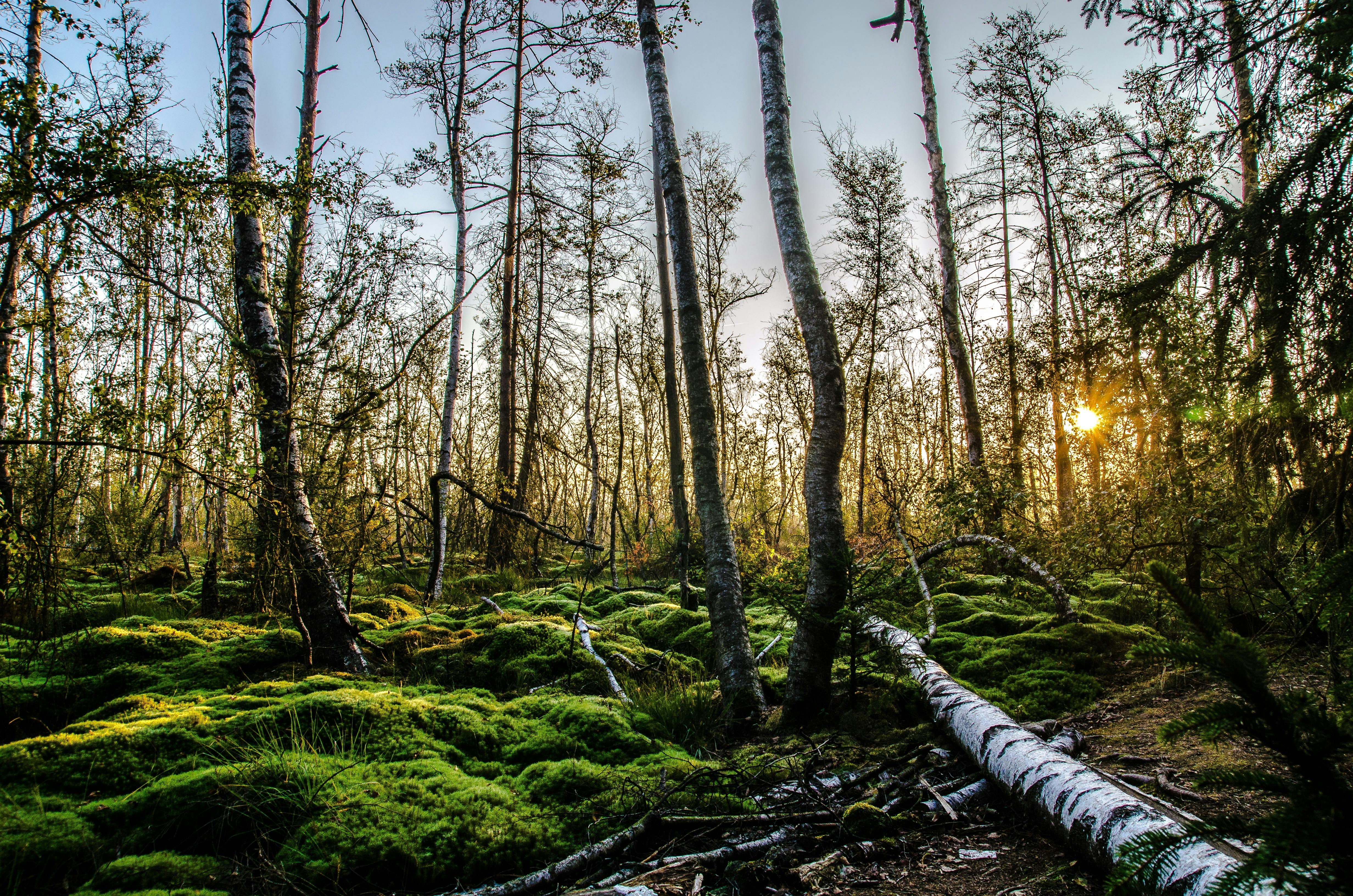 Person Walking Between Green Forest Trees  Free Stock Photo